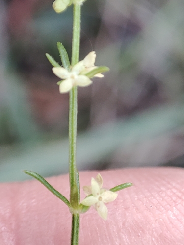 Image of Galium gaudichaudii by no rights reserved
