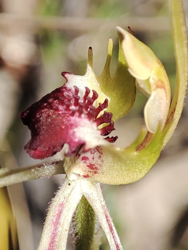 Image of Caladenia parva by no rights reserved