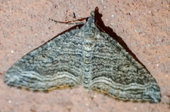 Perizoma custodiata