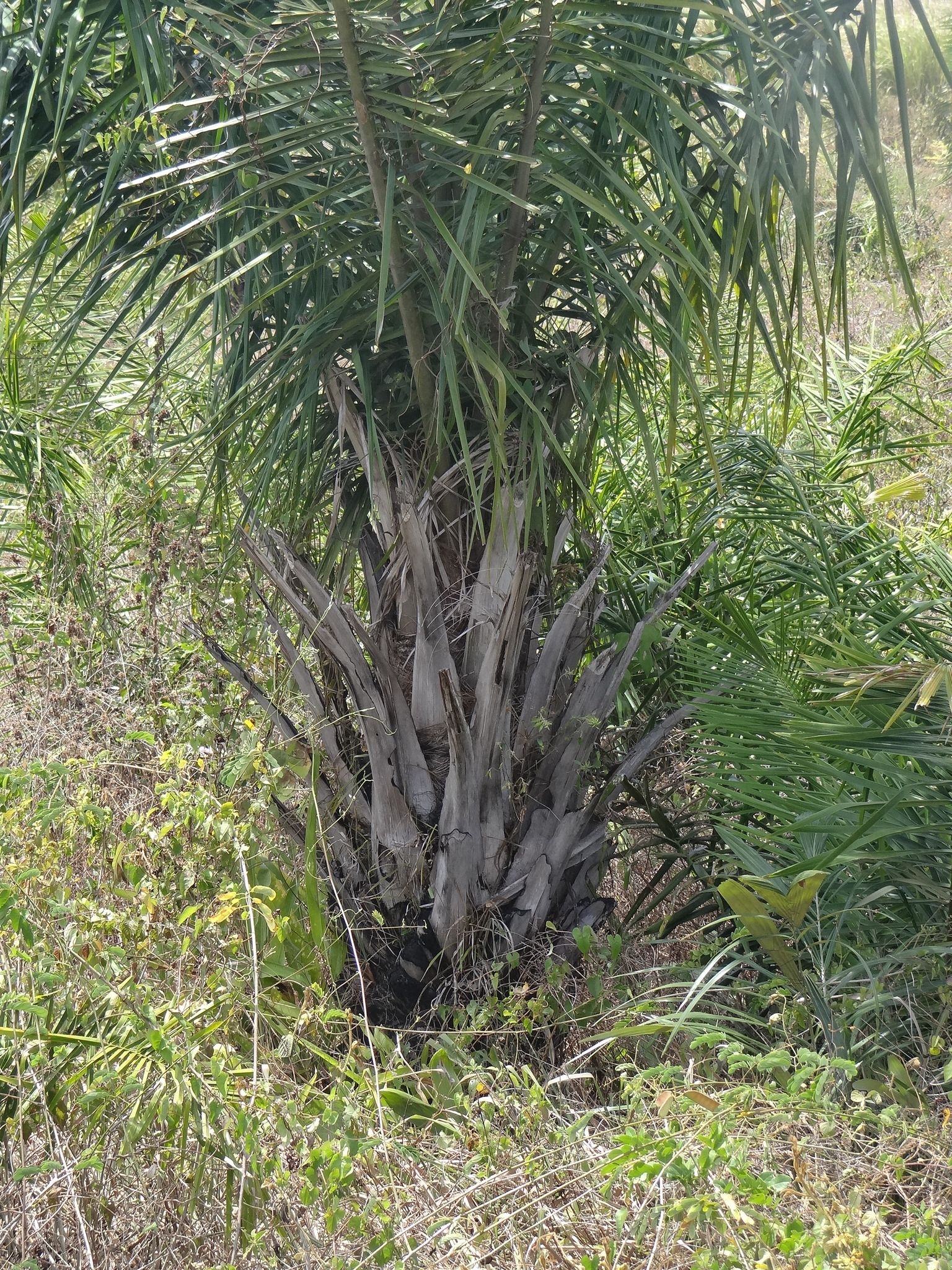 Attalea phalerata
