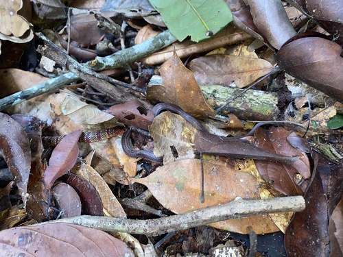 Collared Ground Snake