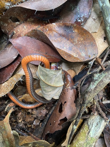 Collared Ground Snake