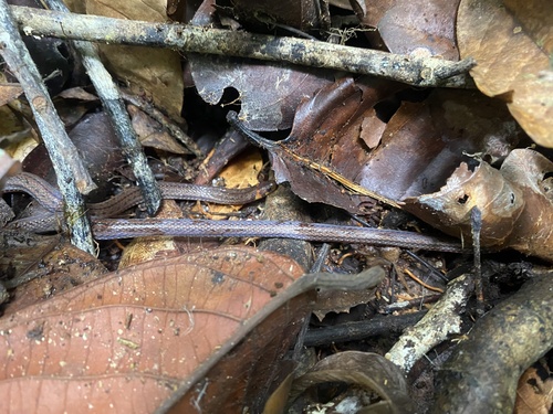 Collared Ground Snake