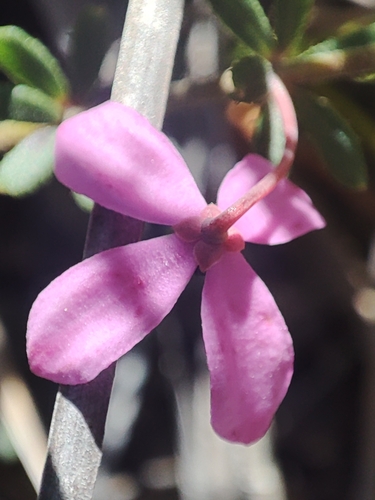 Image of Tetratheca bauerifolia by no rights reserved