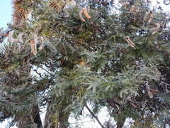 Senegalia subangulata