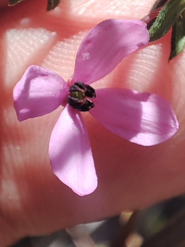 Image of Tetratheca bauerifolia by no rights reserved