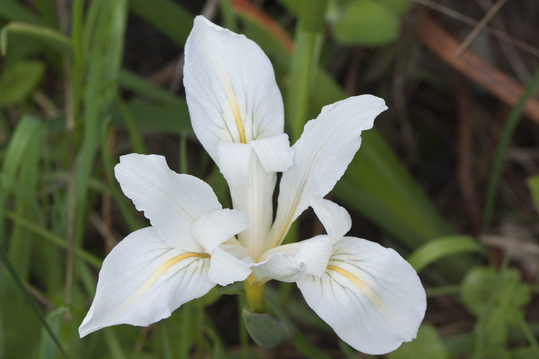 Iris fernaldii