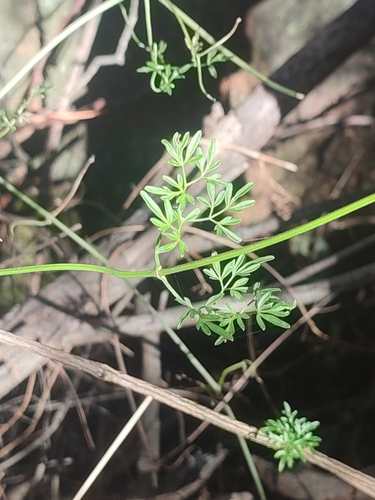 Image of Clematis leptophylla by no rights reserved