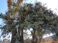 Senegalia subangulata