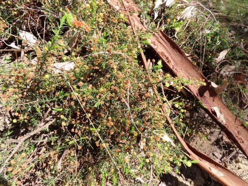 Image of Acacia aculeatissima by (c) Elspeth Swan, some rights reserved (CC BY)