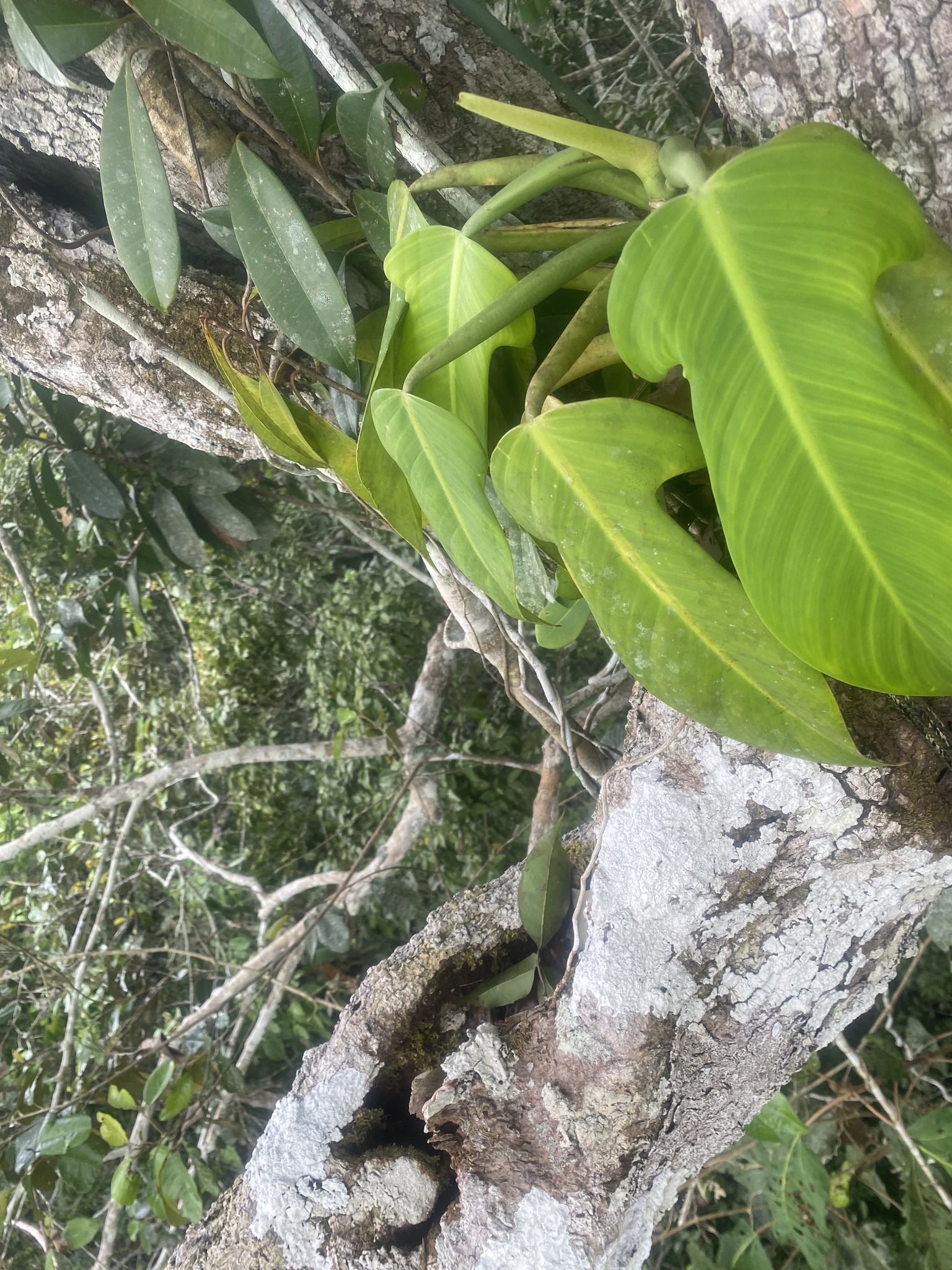 Philodendron Panduriforme