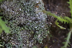 Cladonia firma