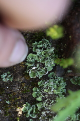 Cladonia firma