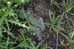 Cladonia firma