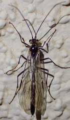 Eremotylus