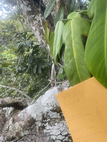 Philodendron panduriforme, photograph 6