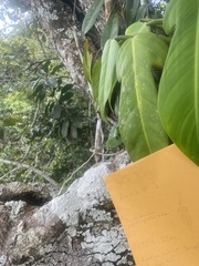 Philodendron panduriforme, photograph (c) fern Wildtruth, some rights reserved (CC BY)