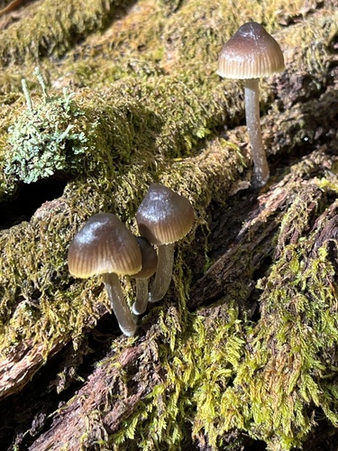 Mycena inclinata