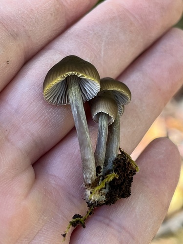 Mycena inclinata (Photo 2 of 6)