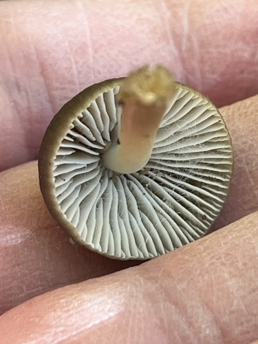 Mycena inclinata (Photo 3 of 6)