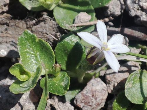 Lobelia pedunculata R.Br.