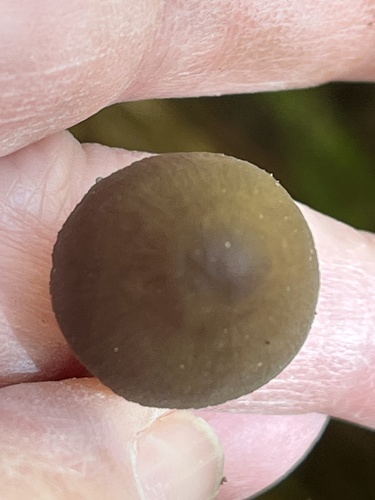 Mycena inclinata (Photo 4 of 6)