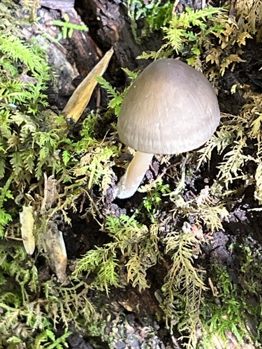 Mycena inclinata (Photo 5 of 6)