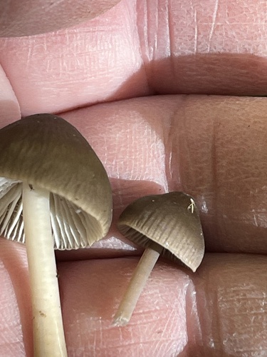 Mycena inclinata (Photo 6 of 6)