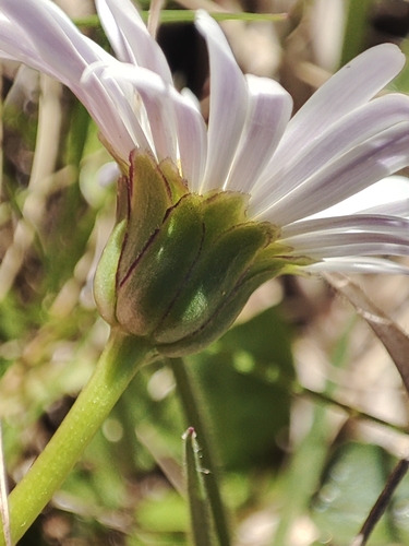 Image of Brachyscome decipiens by no rights reserved