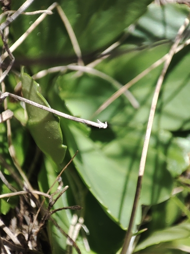 Image of Brachyscome decipiens by no rights reserved