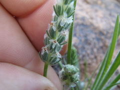 Plantago patagonica