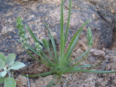 Plantago patagonica