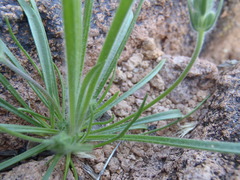 Plantago patagonica