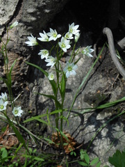 Gagea triflora