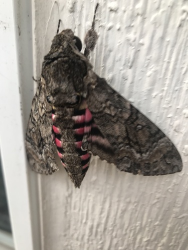 Pink-spotted Hawkmoth photo 3