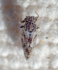 Aphalaroida pithecolobia