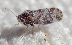 Aphalaroida pithecolobia