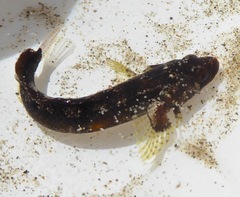 Paraclinus integripinnis
