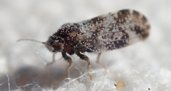 Aphalaroida pithecolobia