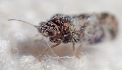 Aphalaroida pithecolobia