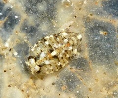 Image of Exosphaeroma inornata