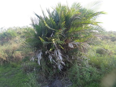 Bactris major