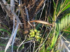 Bactris major