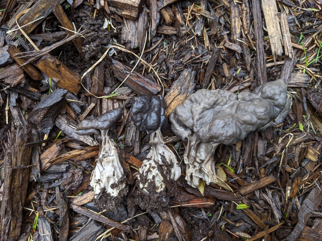 Helvella sulcatoides