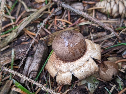 Geastrum morganii