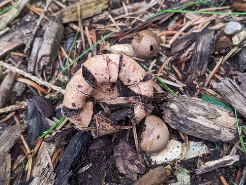 Geastrum morganii (Photo 2 of 4)