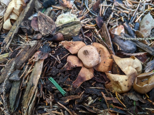 Geastrum morganii (Photo 3 of 4)
