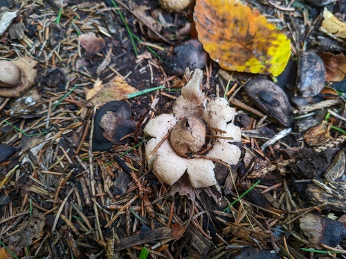Geastrum morganii (Photo 4 of 4)