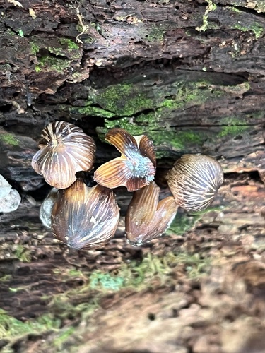 Mycena inclinata