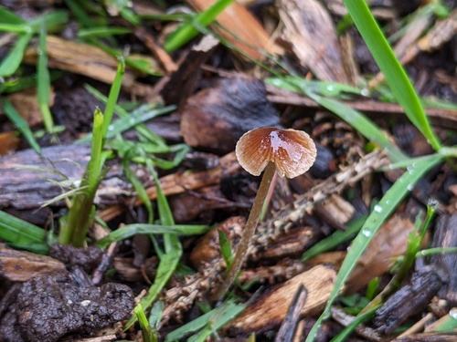 Psathyrella (Photo 3 of 5)